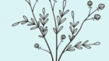 Accompagnement Bourgeons